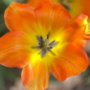 🌼🌼Jewel LISTING | $10 Min! | Please Read!🌼🌼Tues Pm Show